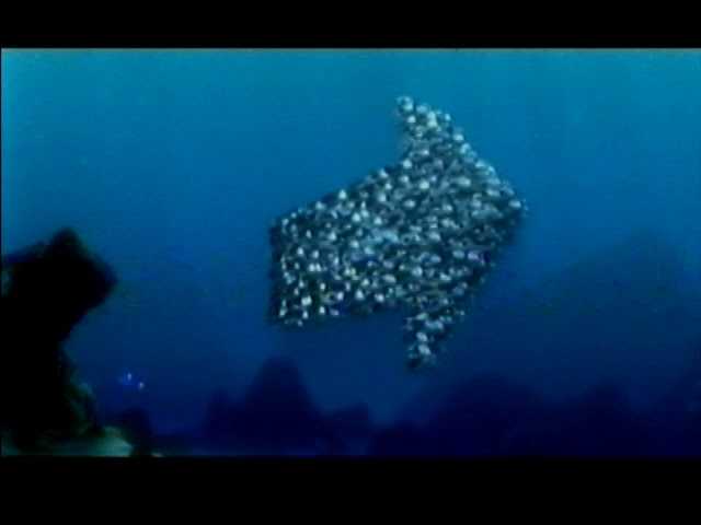 Némó nyomában filmelőzetes